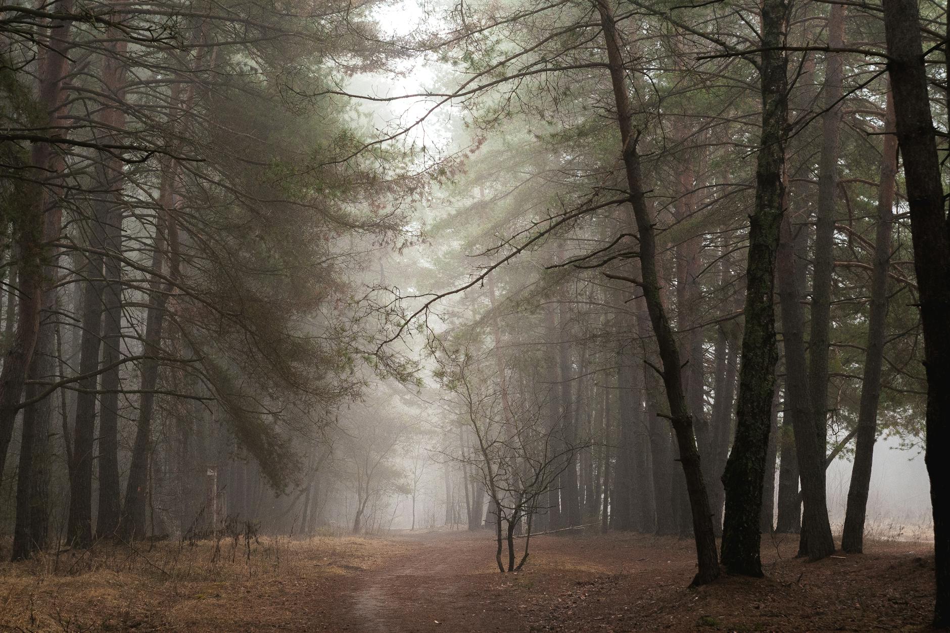 Foggy forest path disappearing into mist representing the hidden and mysterious nature of the 12th house