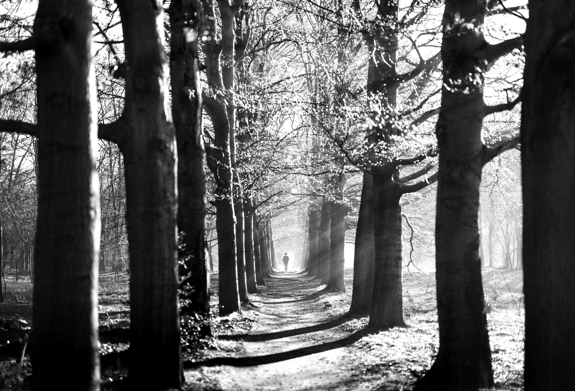 A solitary figure walking a sunlit forest path representing the life direction set by the 1st house