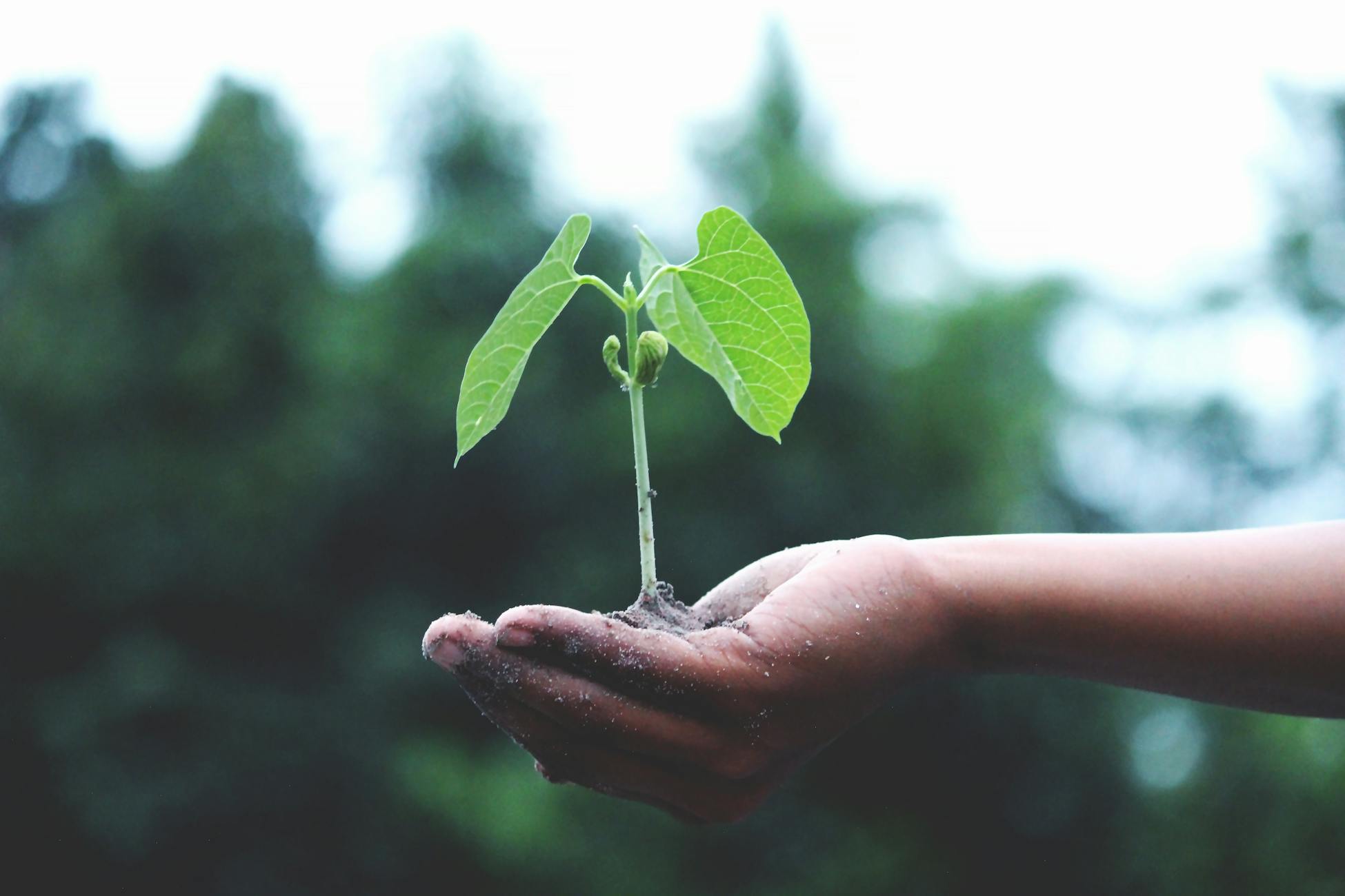 Hands holding a young sapling representing the gradual growth of resources ruled by the 2nd house