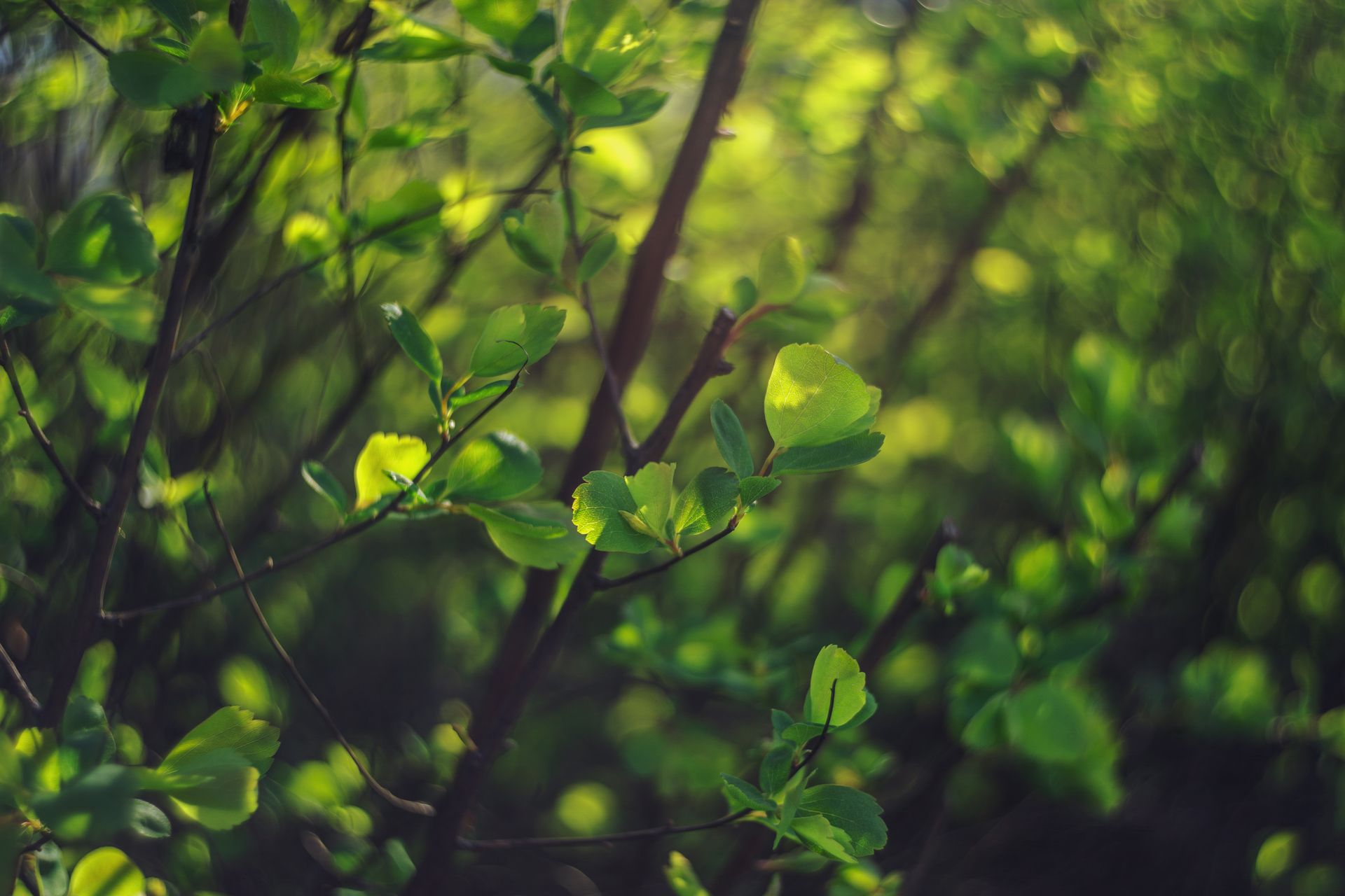 Green shoots reaching toward sunlight, representing growth, prosperity, and the abundance linked to angel number 888