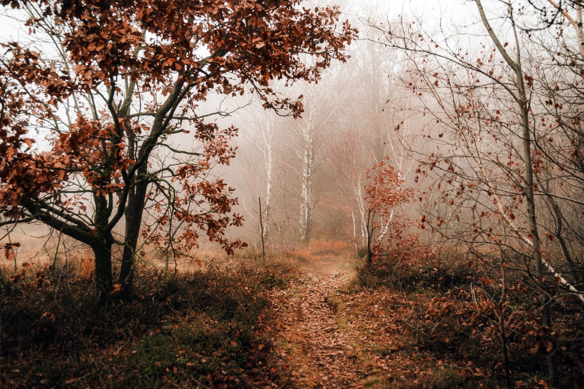 A quiet path curving into misty autumn trees, representing releasing the past in love under angel number 999