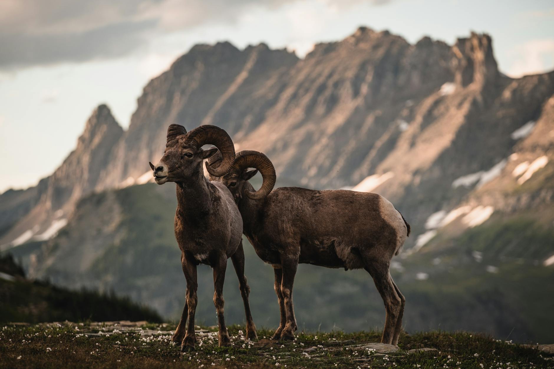 A wild ram standing on rocky high ground, representing the determined, headfirst symbolism of the Aries zodiac sign