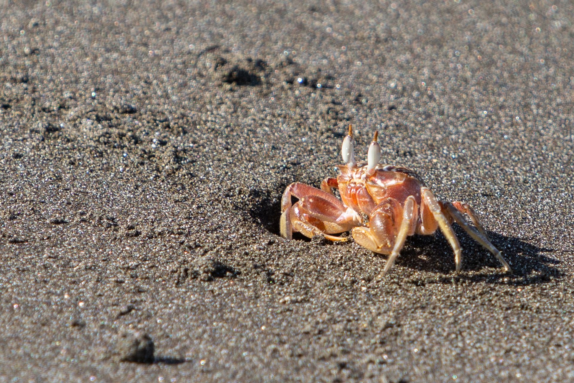 A small crab resting on wet sand at the shoreline, symbolizing the protective shell and tidal nature of the Cancer zodiac sign