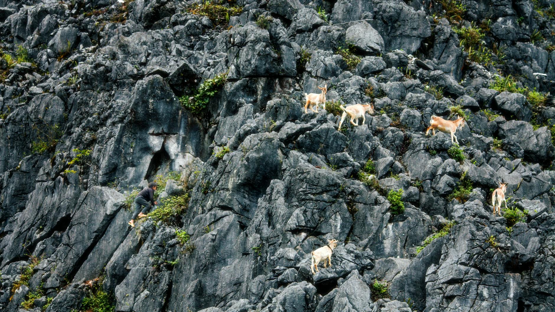 A snow-capped mountain summit rising above the clouds, capturing the goal-bound, summit-seeking nature of the Capricorn Sea-Goat