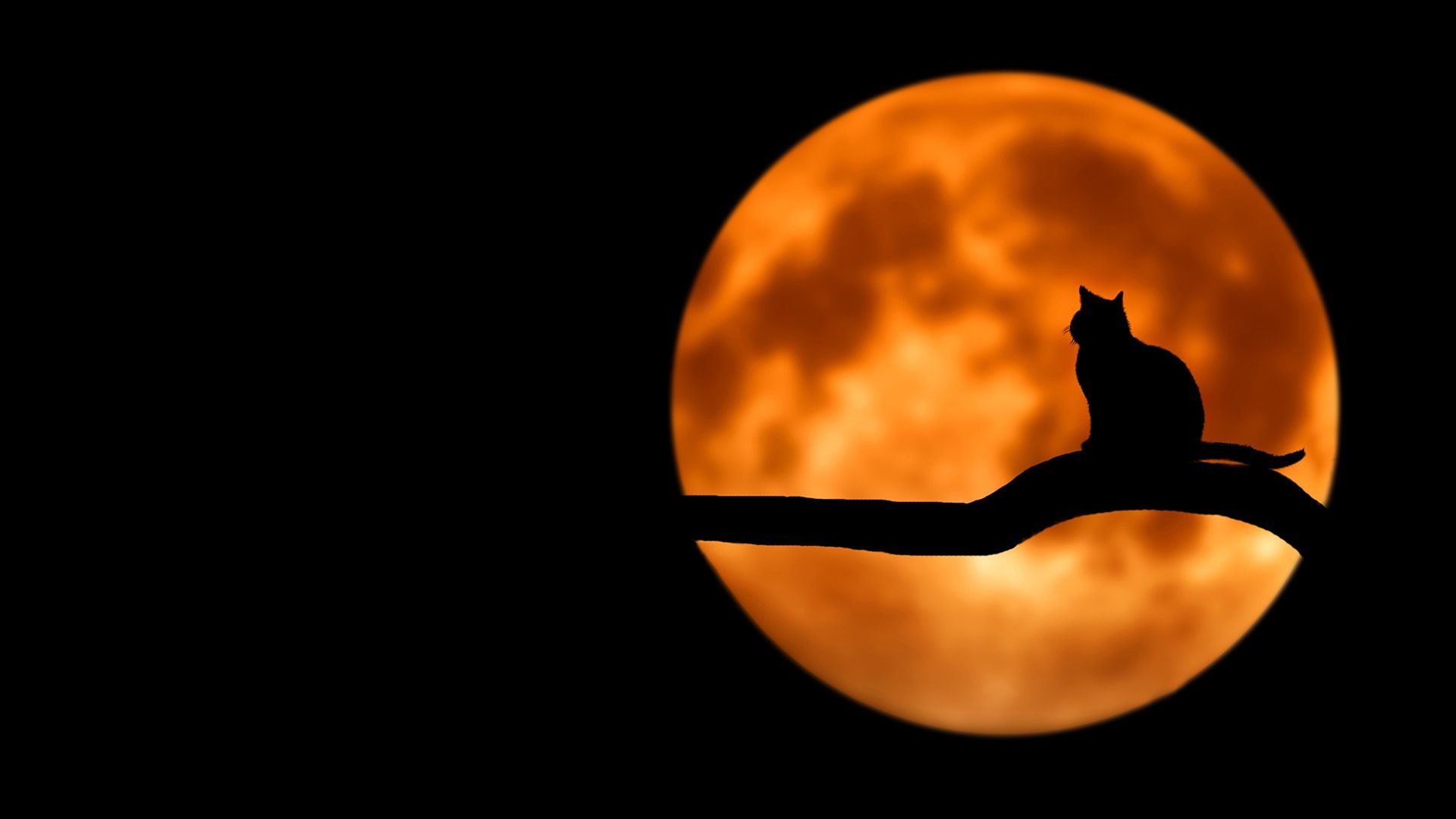 The silhouette of a cat perched on a bare branch against a glowing orange full moon in a dark night sky, illustrating cat dream meaning and the symbolism of dreaming about cats