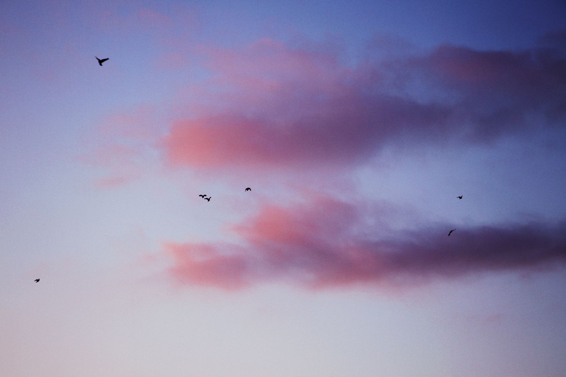 A flock of birds flying across a pink and purple twilight sky, illustrating flying dream meaning and the freedom behind dreaming about flight