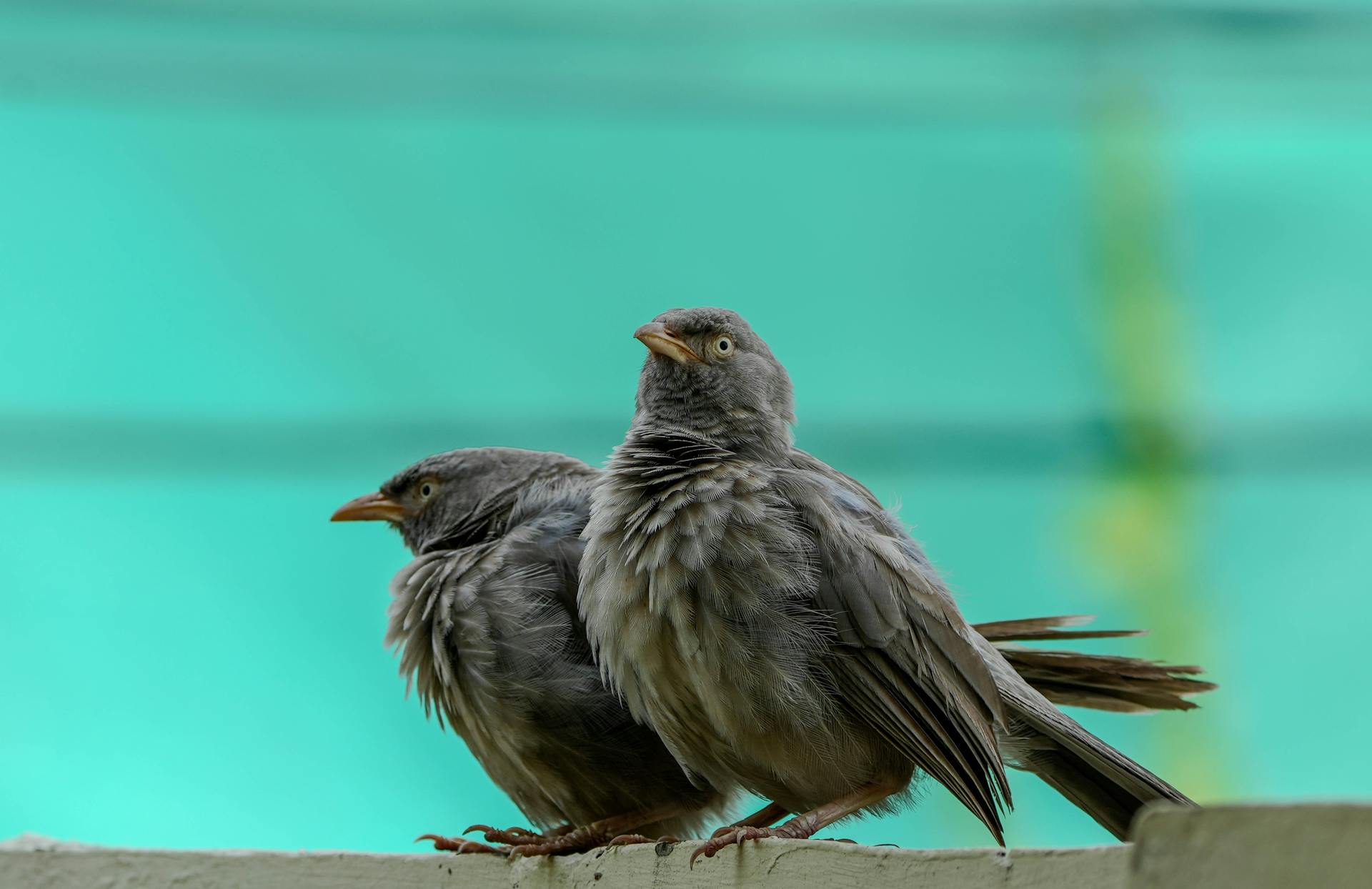 Two birds against a pale sky, representing the duality and twin symbolism of the Gemini zodiac sign