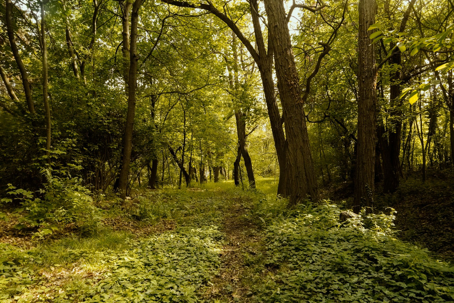 A sunlit path winding through a lush green forest, symbolizing the green color and airy, open energy of a balanced heart chakra