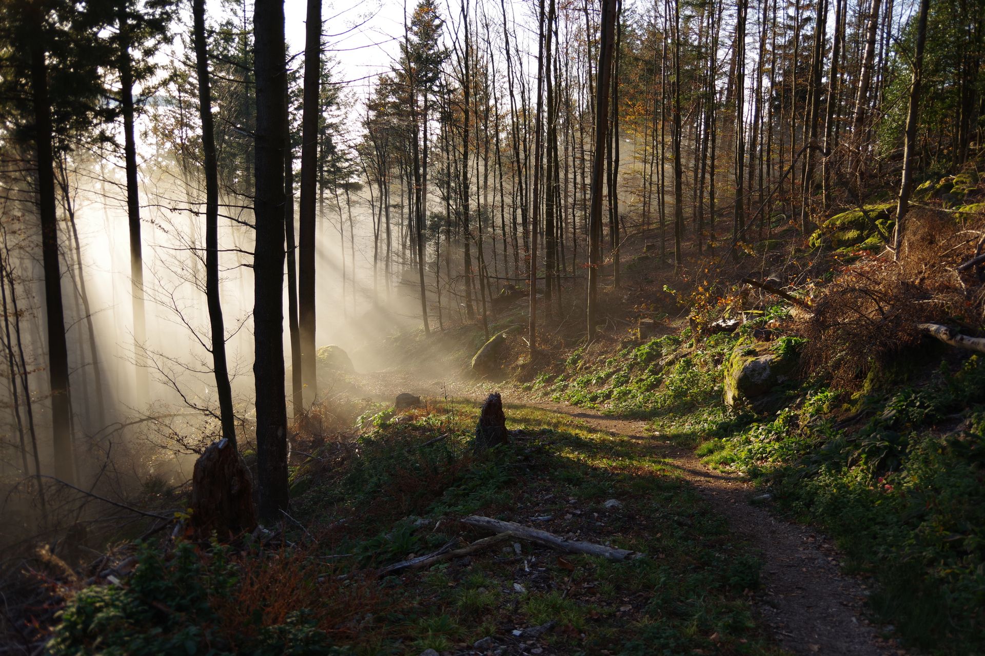 A misty forest path with soft light breaking through the trees, evoking signs and synchronicity