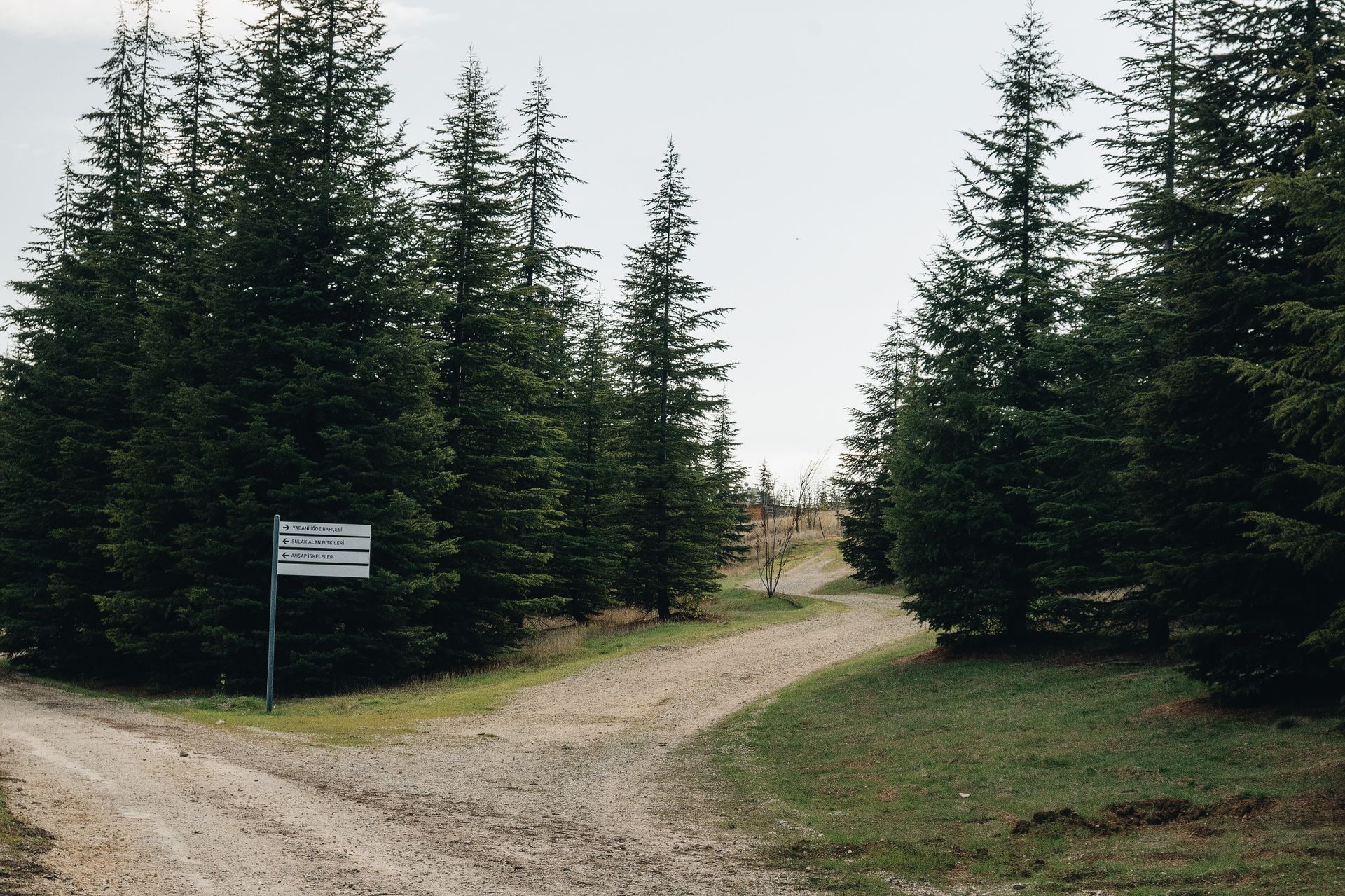 Quiet forest path with a wooden direction signpost among fir trees, symbolizing strategy and decision making