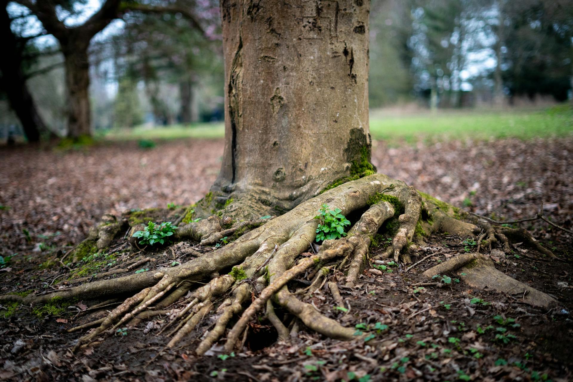 Close-up of tree roots emerging from the ground in a tranquil forest symbolizing the deep foundation the IC represents