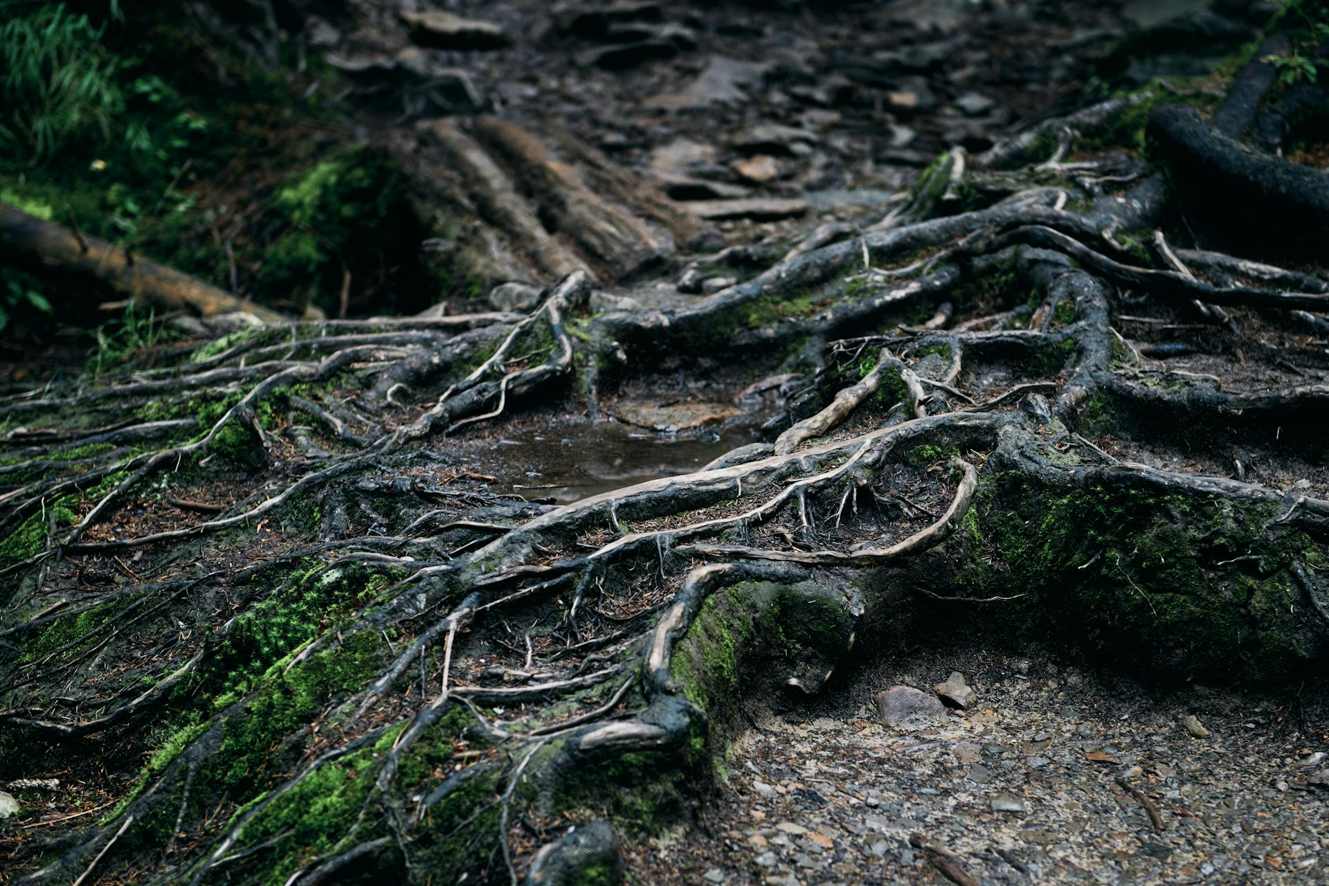 Close-up of intertwined tree roots with moss in a damp forest environment symbolizing deep roots and ancestral foundations