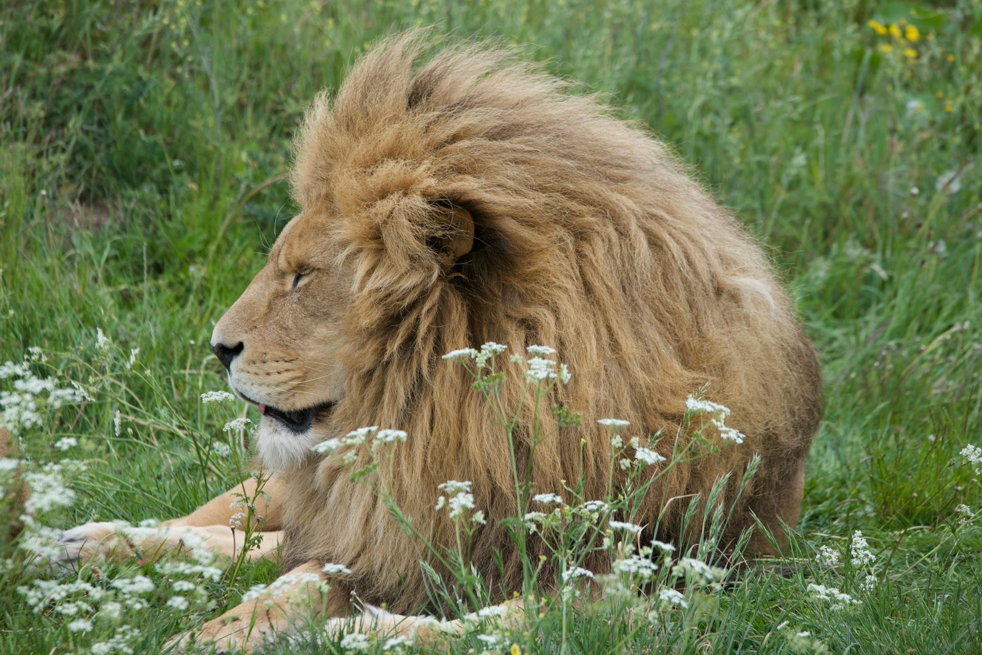 A golden lion with a full mane in warm light symbolizing the confidence and courage of Jupiter moving through Leo