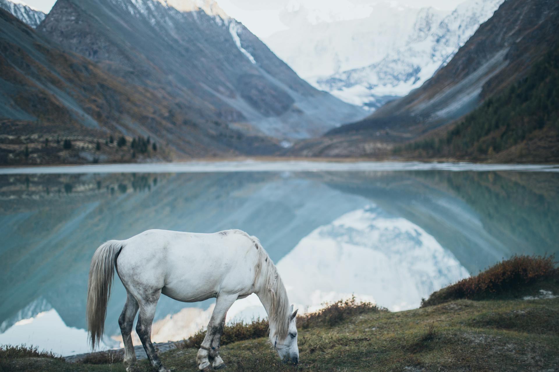 A serene white horse grazing beside a mountain lake with stunning panoramic reflections capturing the graceful and emotionally rich journey of the Knight of Cups