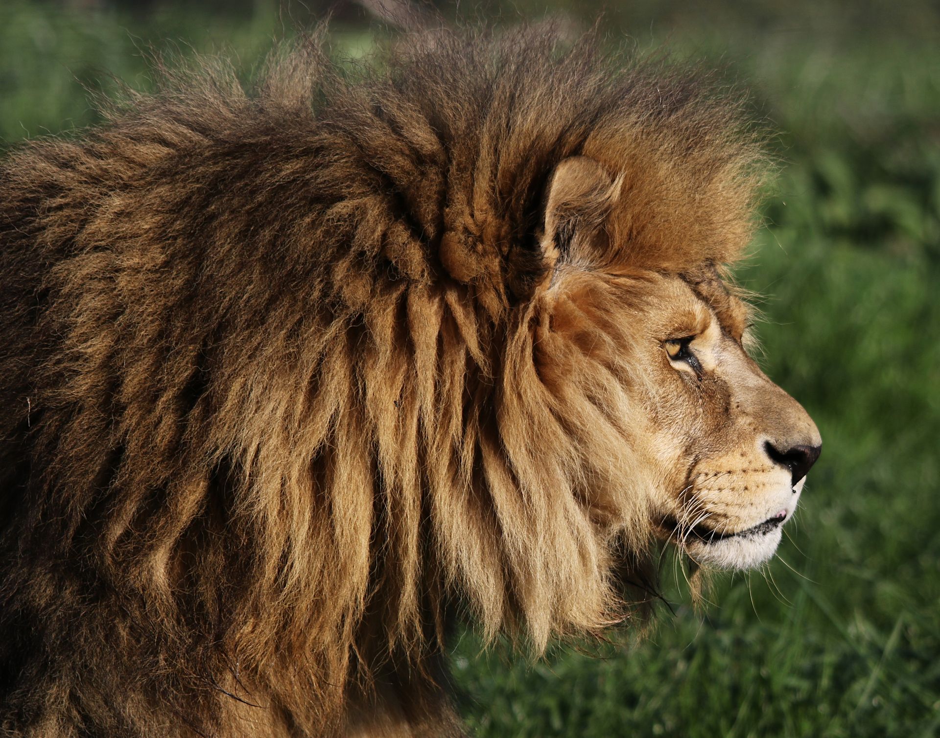 A majestic lion resting in golden light, symbolizing the strength, pride, and regal presence of the Leo zodiac sign