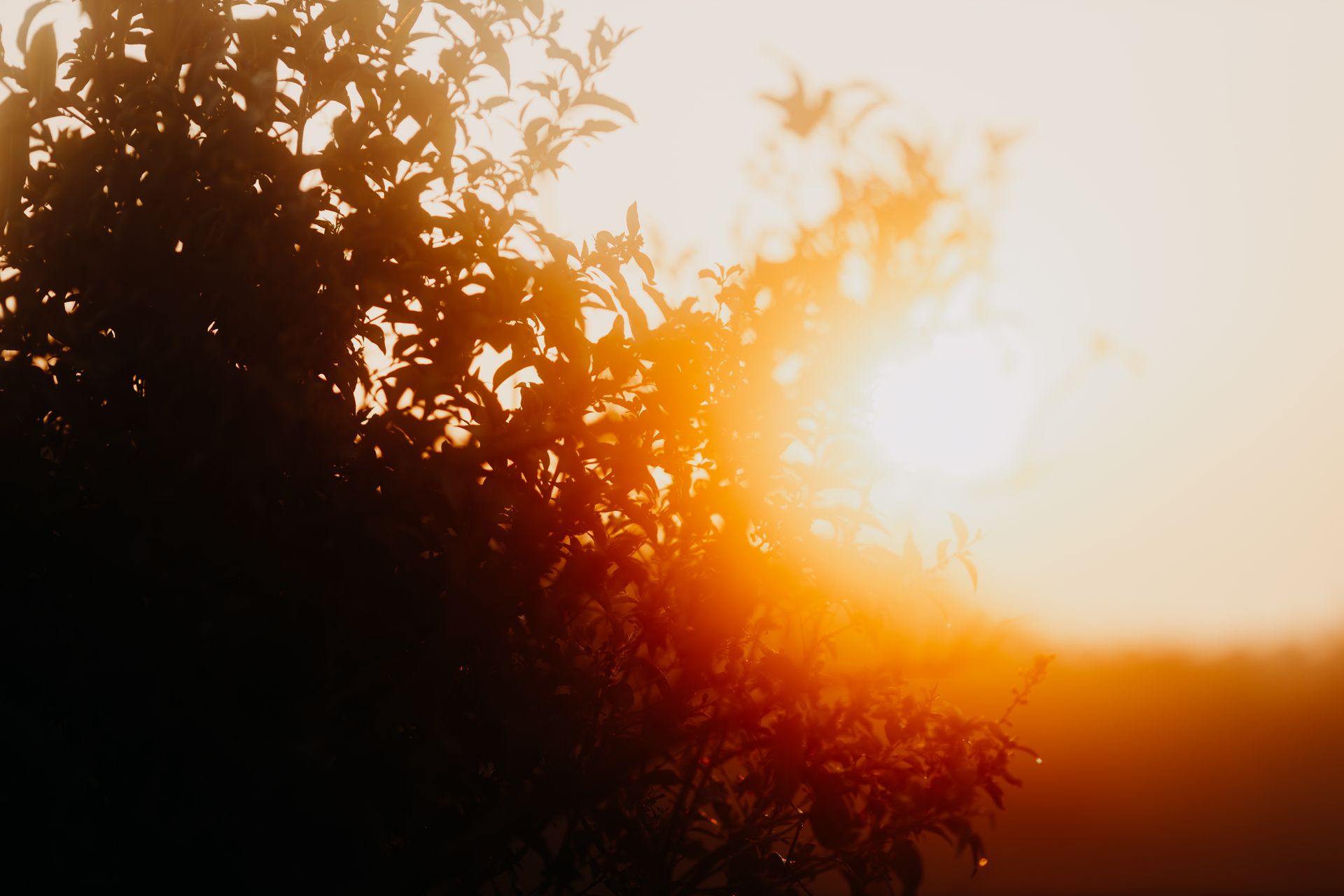 Warm golden light filtering through a bright open space, evoking Leo's radiant warmth and its need to be seen