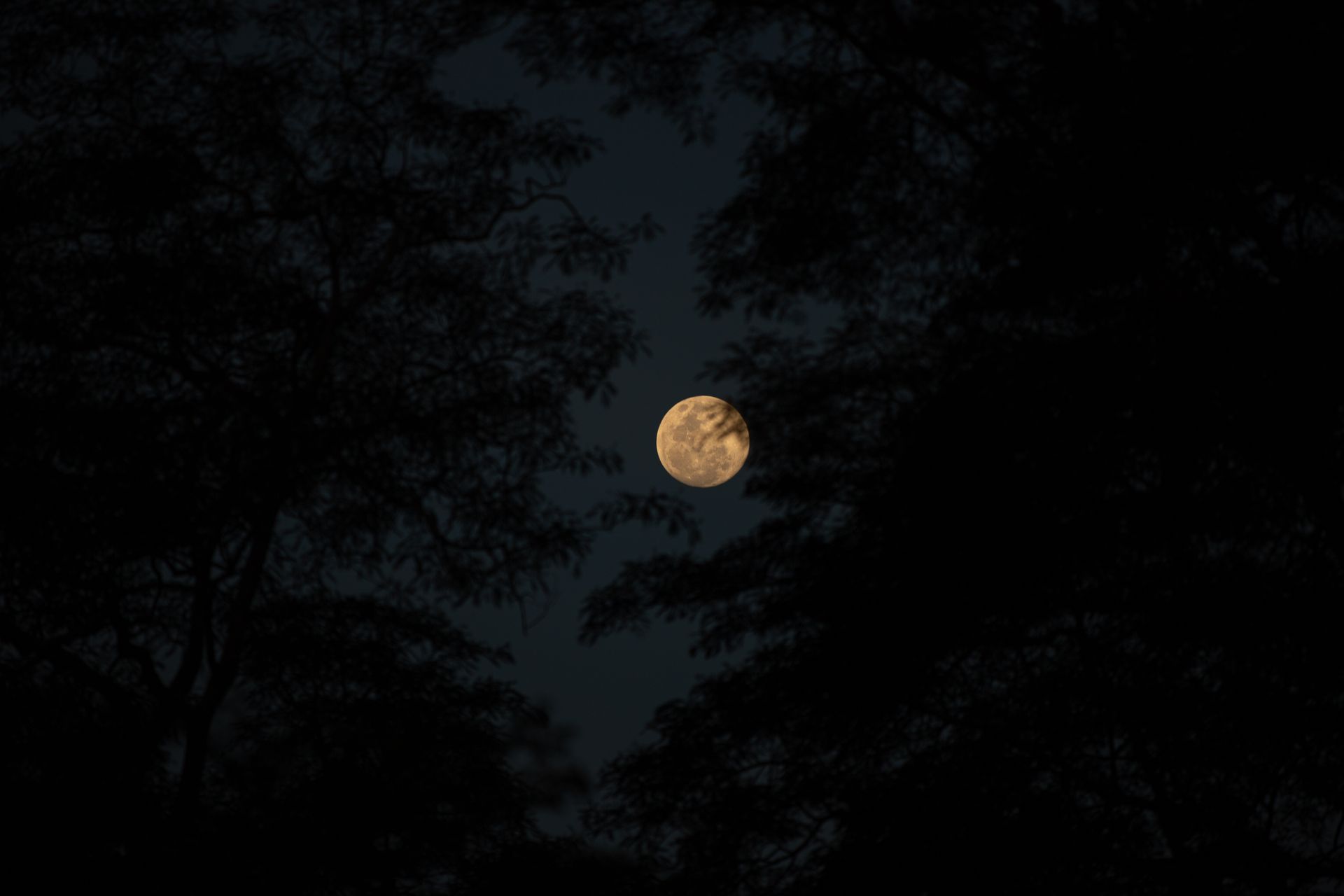 Moonlight filtering through a quiet forest, representing the private inner world your moon sign describes