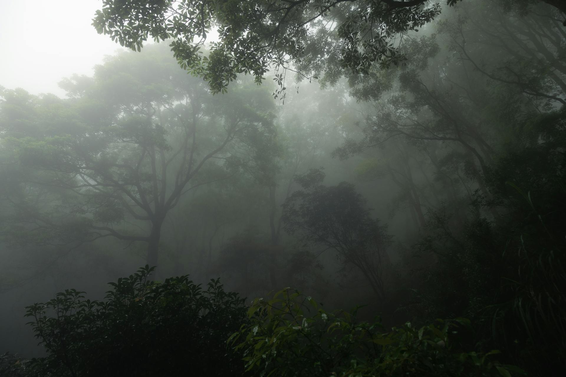 Foggy mystical forest with light filtering through tall trees representing the dissolving boundaries of Neptune in Aries