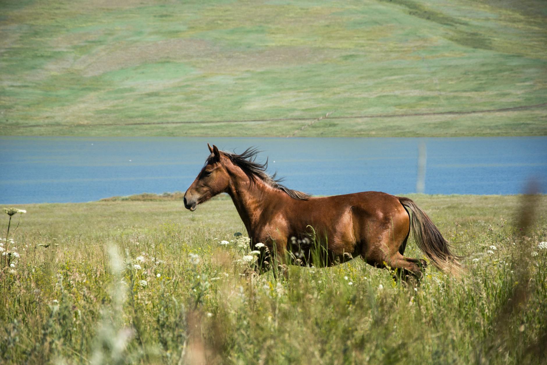 A wild horse running free across an open landscape representing untamed planetary energy that refuses to be contained
