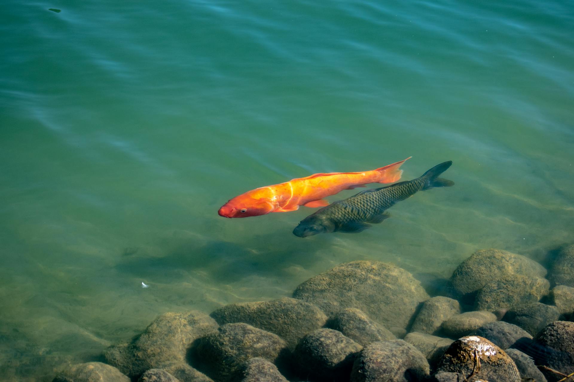 Two fish gliding through calm water in opposite directions, representing the two fishes symbol of the Pisces zodiac sign