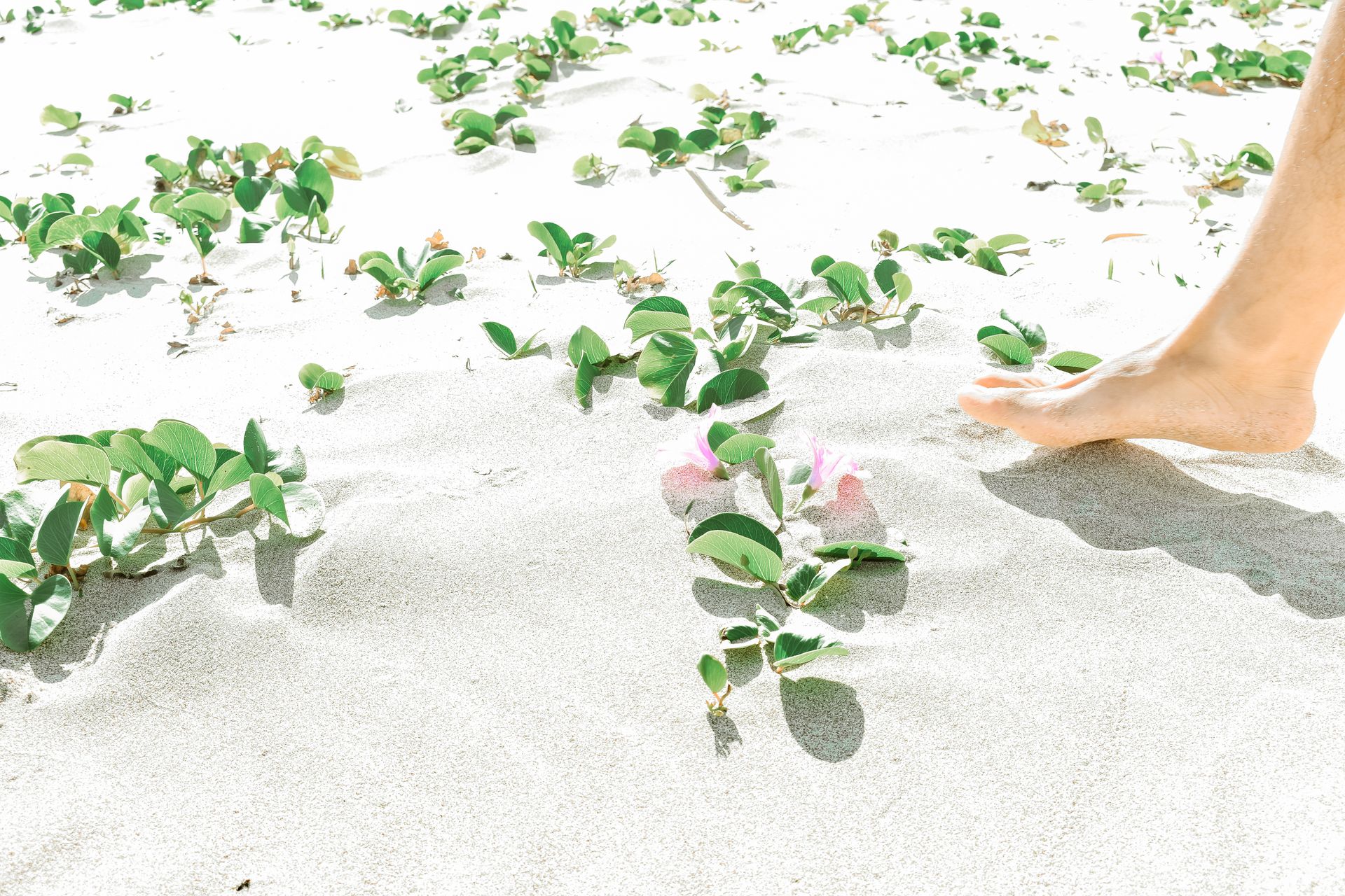 A person walking barefoot on natural ground, illustrating the earthing practice used to ground the root chakra