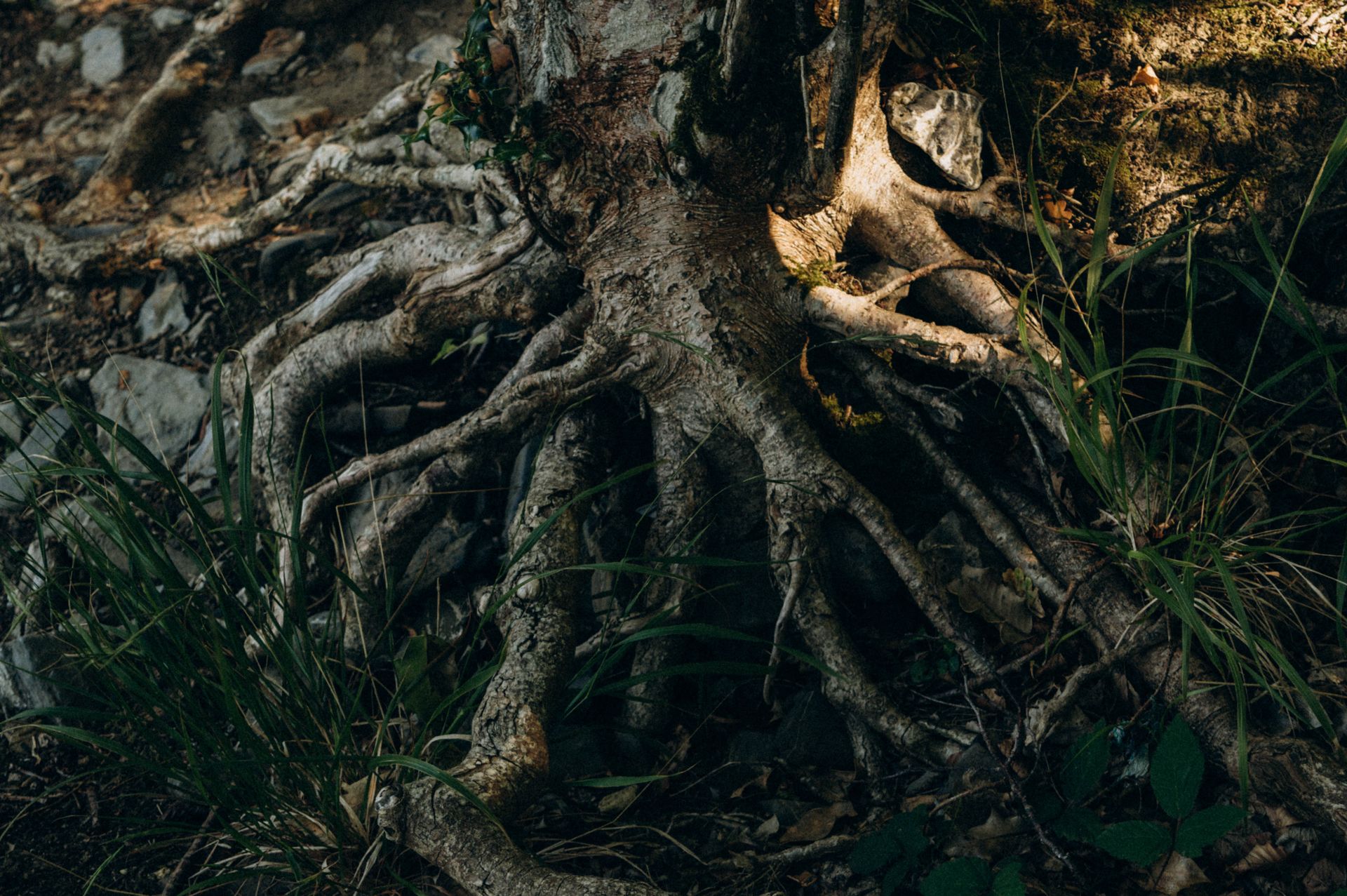A close-up of thick tree roots gripping the forest floor, a natural image of grounding and the root chakra's link to the earth