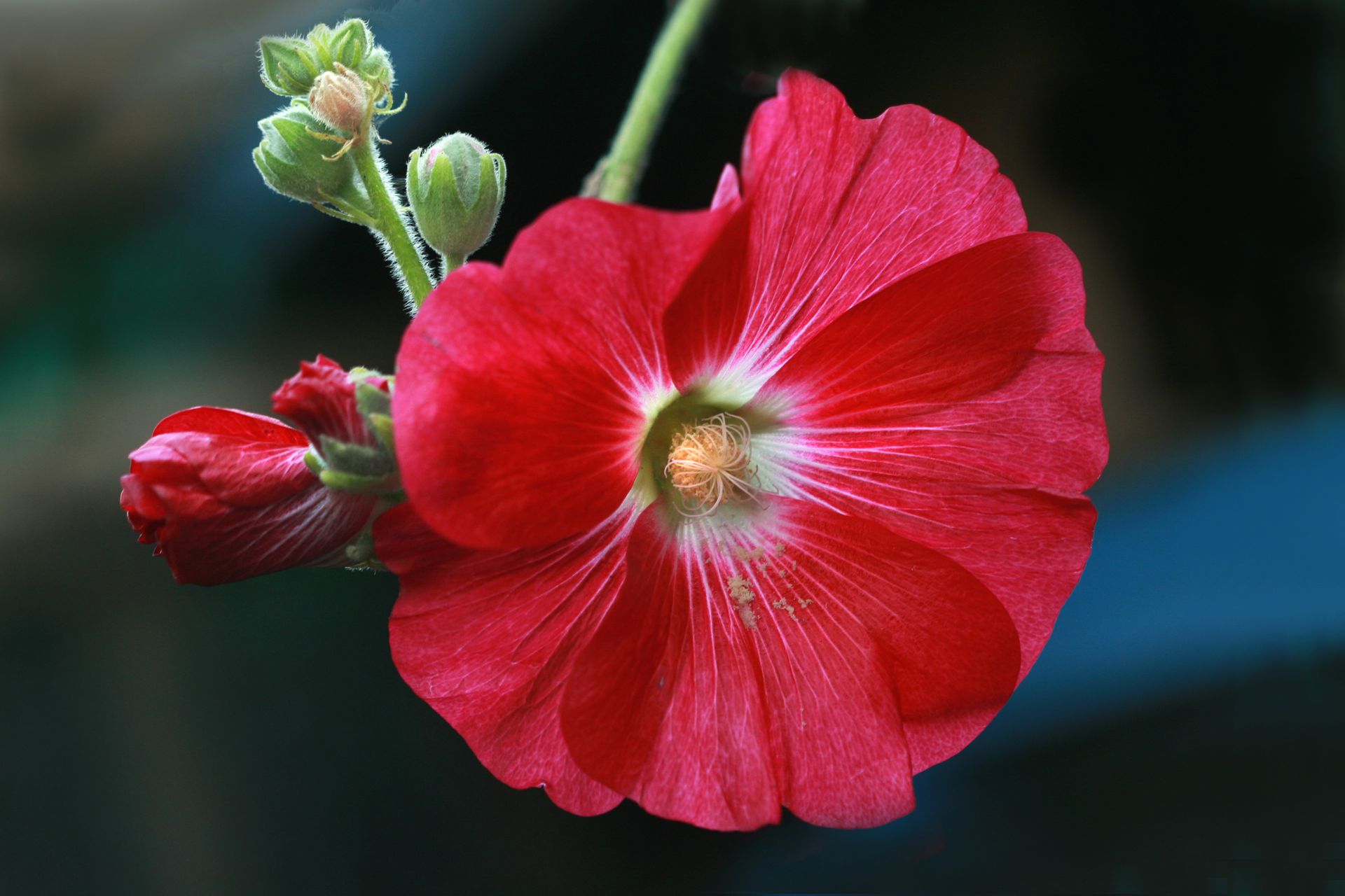 A vivid red flower photographed close up, echoing the red color and earthy vitality of the root chakra
