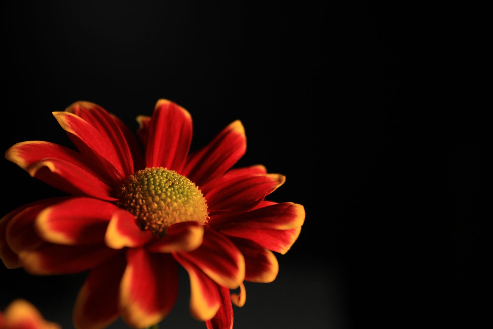 A single deep red bloom against shadow, symbolizing Scorpio's passion and its hidden intensity