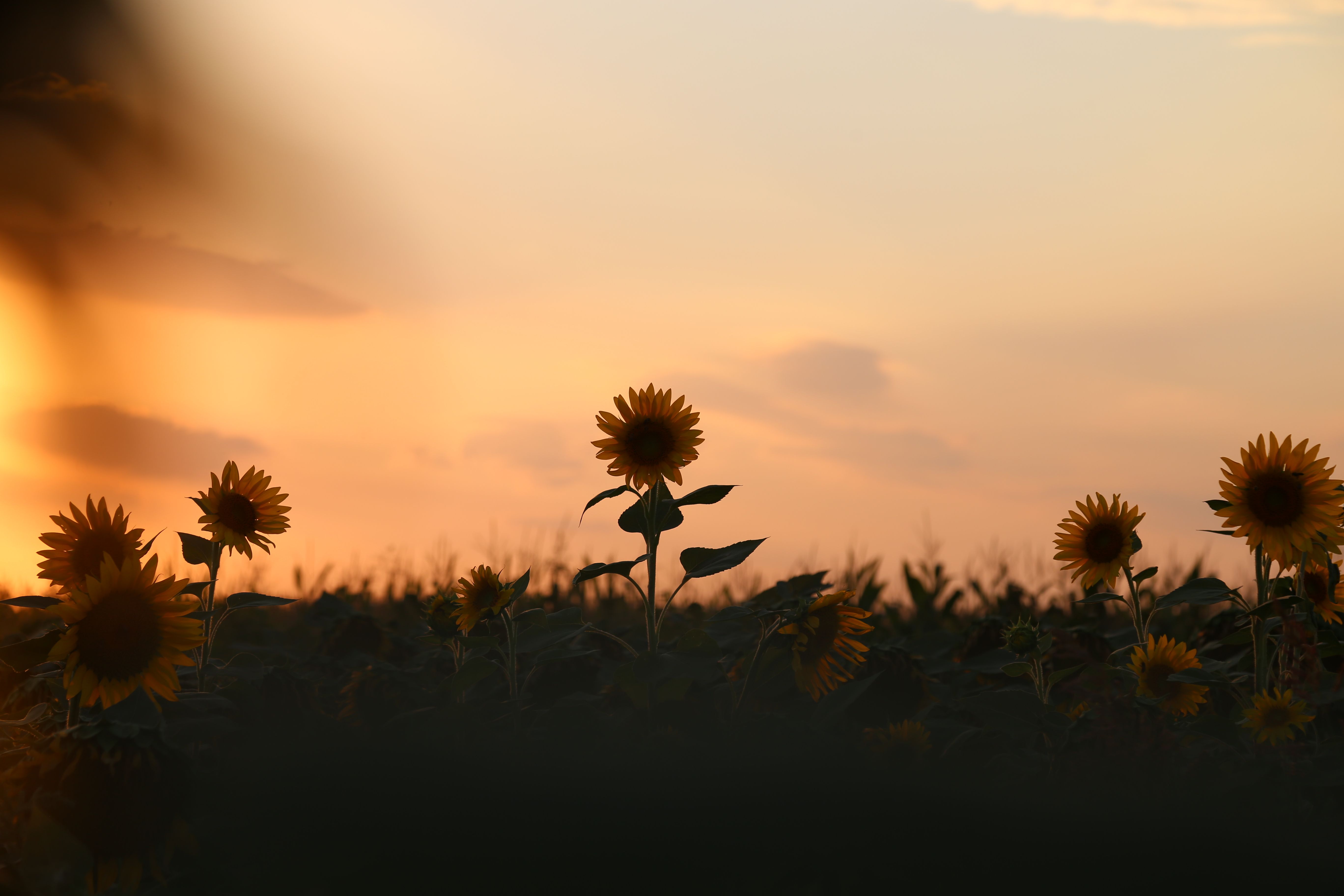 A field of sunflowers glowing gold in the late afternoon sun, evoking the yellow color and fiery, confident energy of a balanced solar plexus chakra