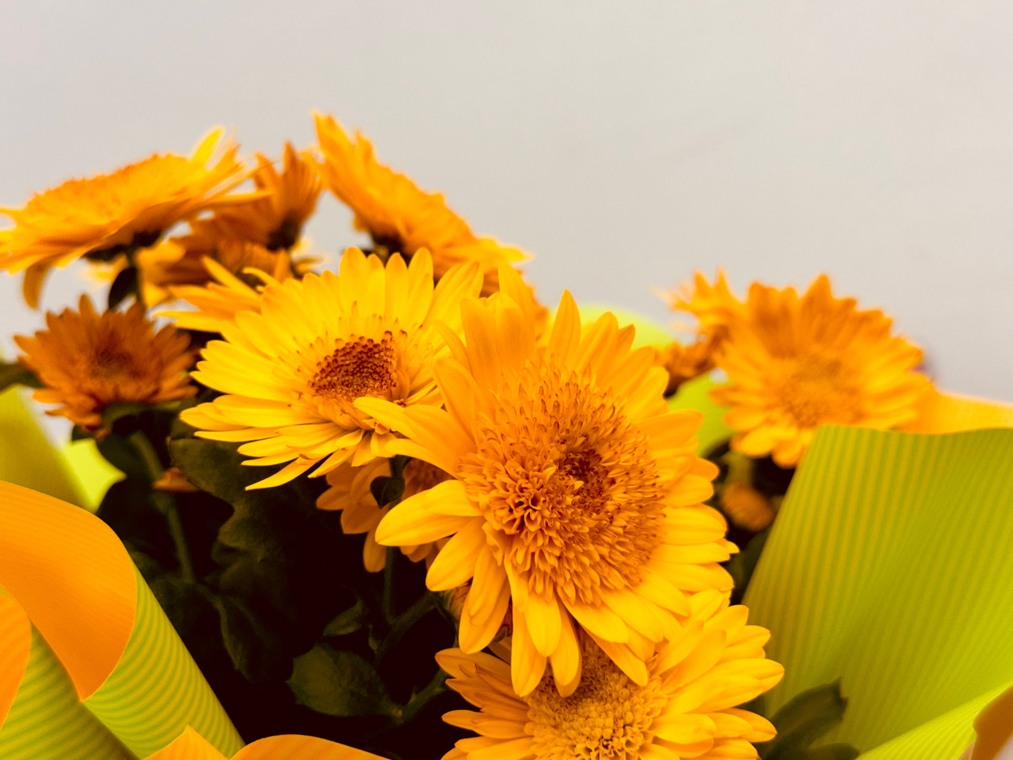 A close-up of bright yellow flowers glowing in full sun, echoing the yellow color and fire element of the solar plexus chakra