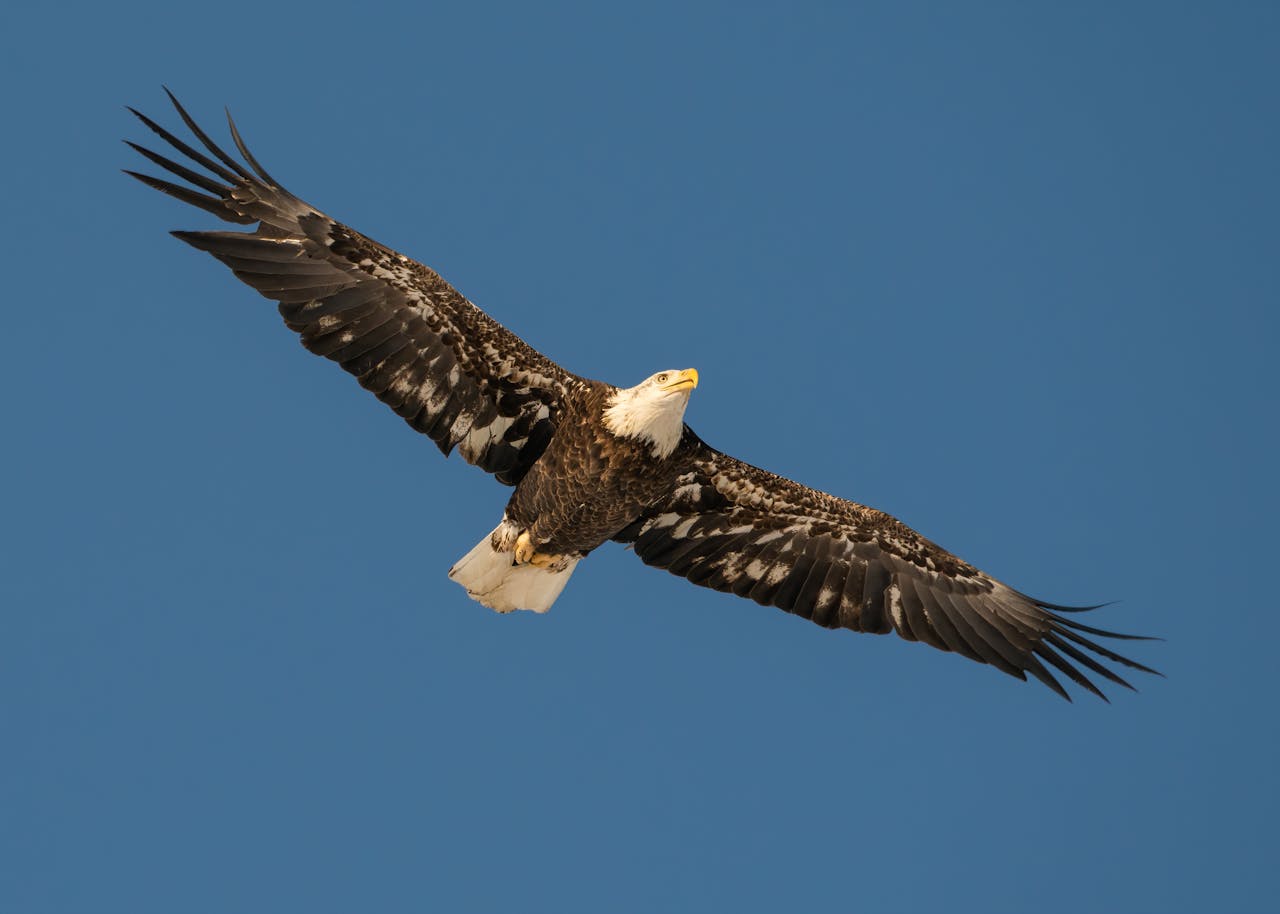 A bald eagle soaring with outstretched wings under a clear sky symbolizing freedom vision and spiritual power