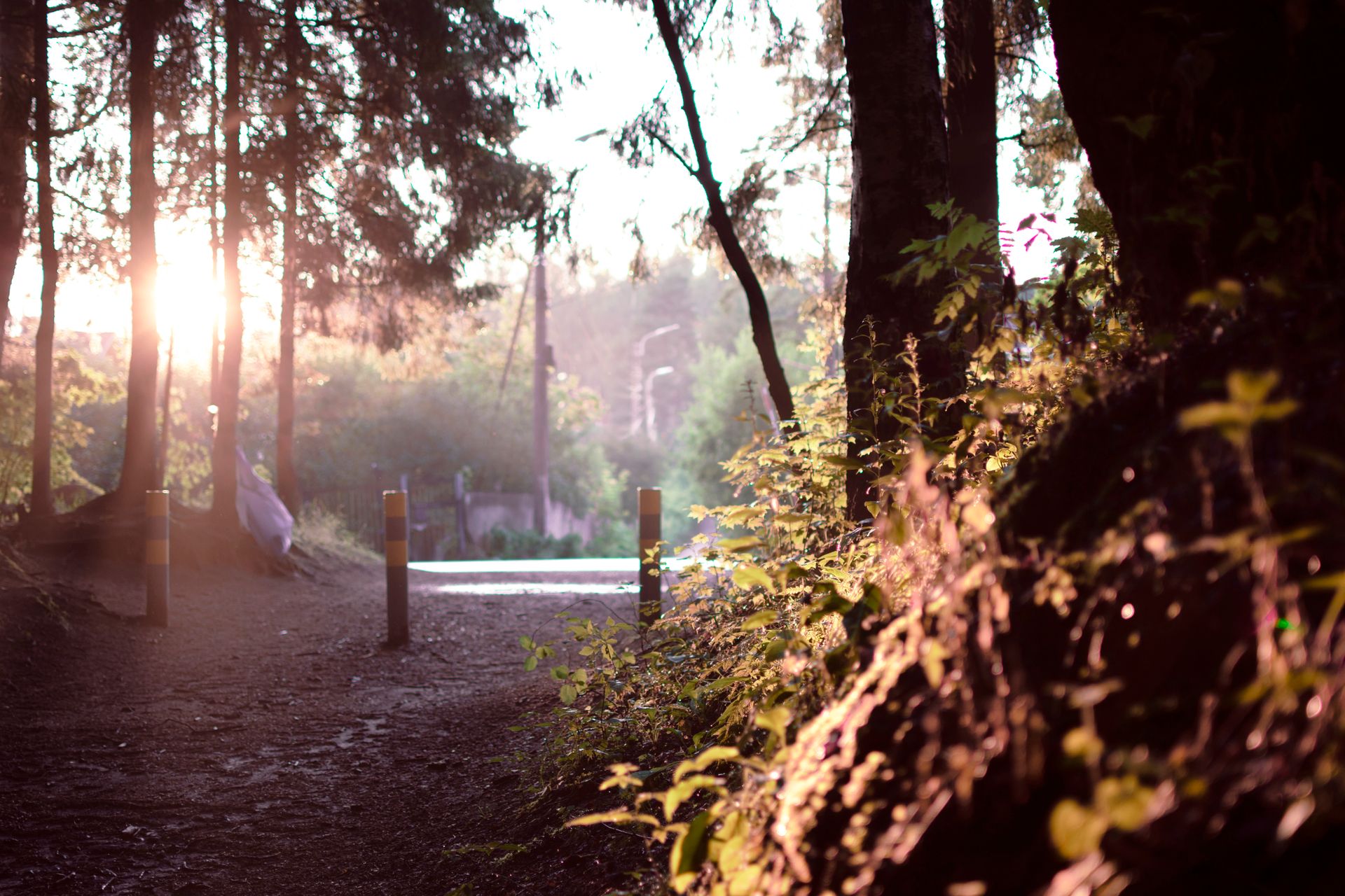 A sunlit path winding through a glowing forest, representing the stages and journey of a spiritual awakening
