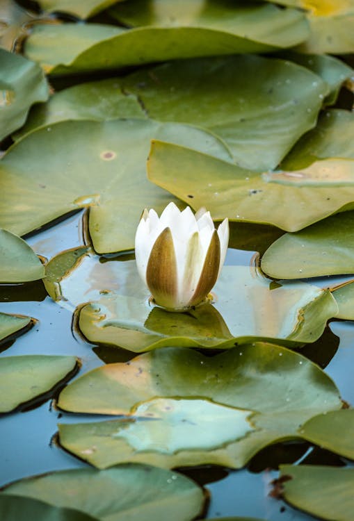 A serene white lotus flower floating among green lily pads on calm water reflecting the spiritual purity and emotional blossoming of the Ace of Cups