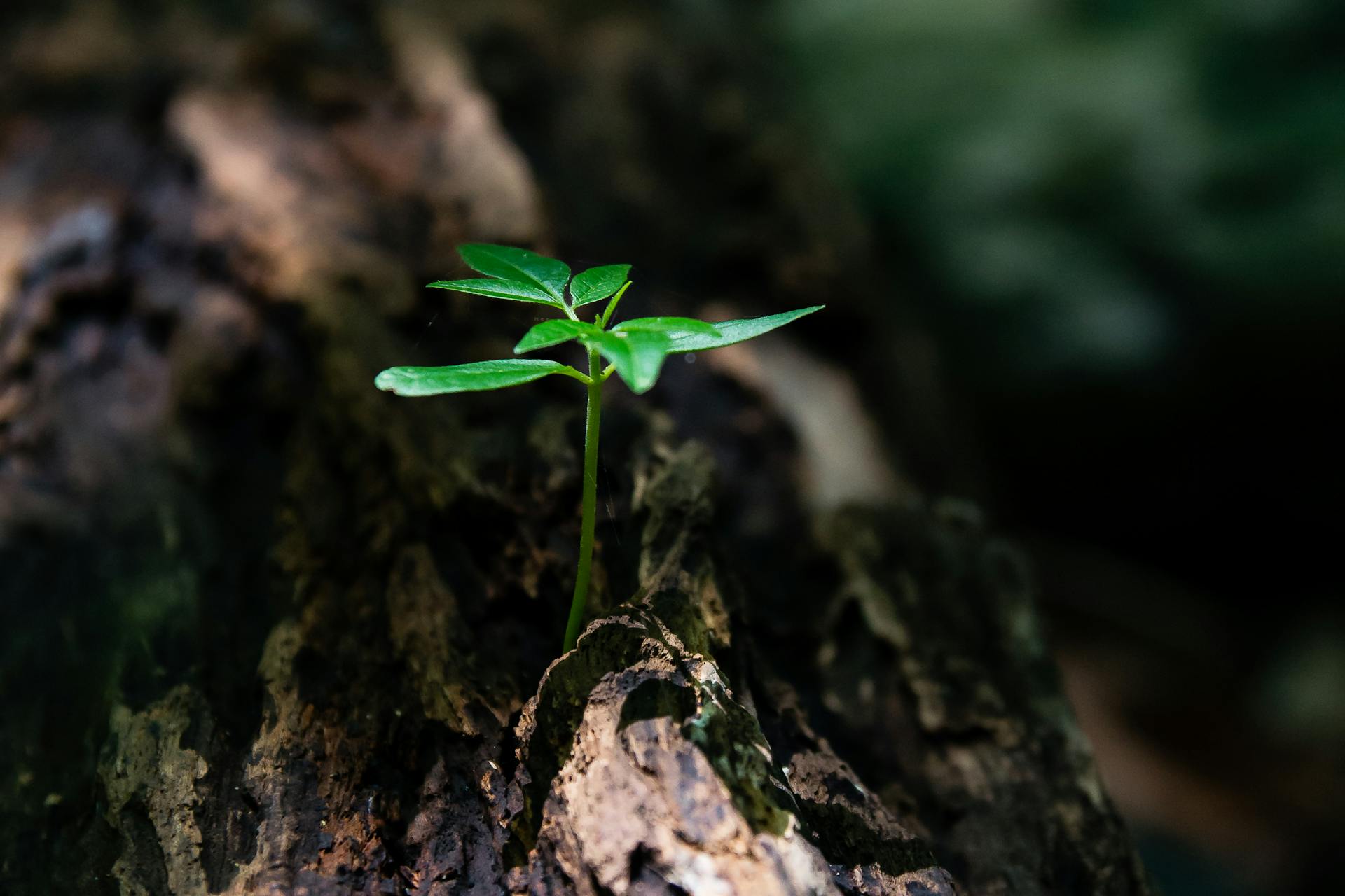 A vibrant green seedling emerges from decaying wood symbolizing the raw creative potential and new growth of the Ace of Wands