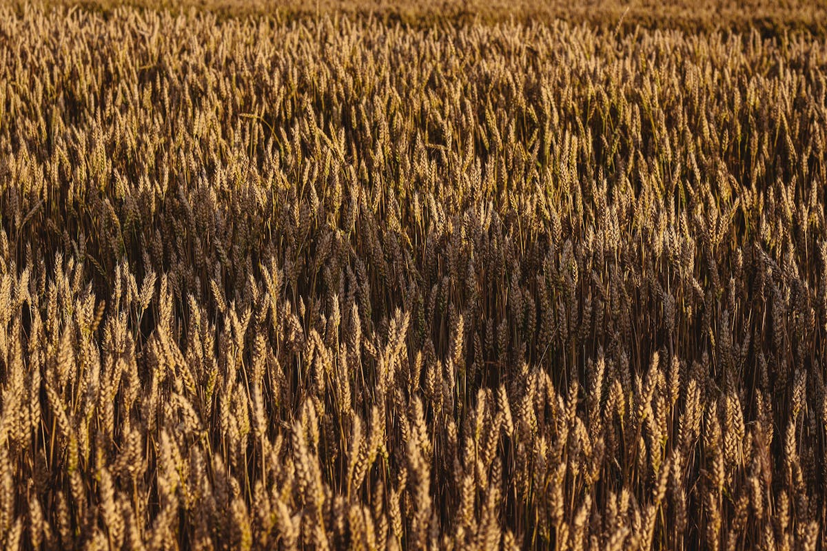 A vast golden wheat field illuminated by gentle summer light symbolizing abundance