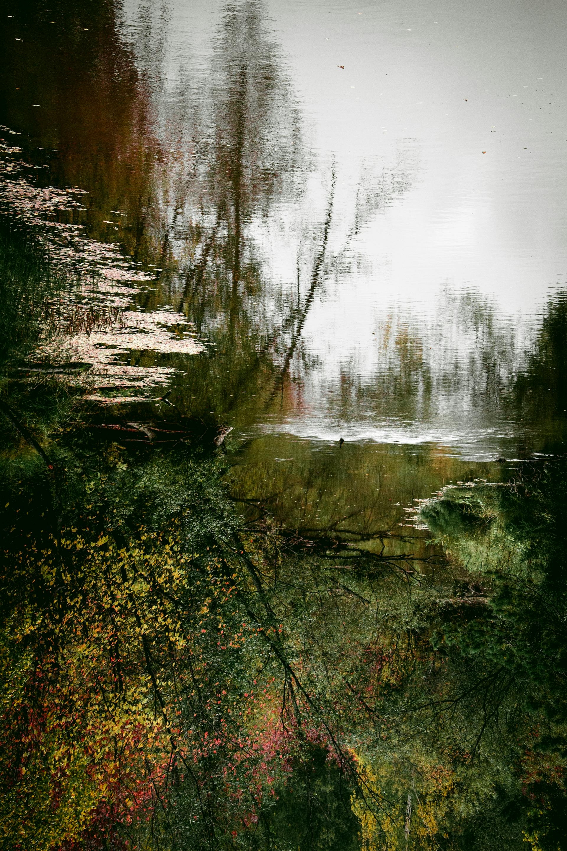 Serene autumn landscape with trees reflecting on a tranquil lake surface creating a mirrored effect that inverts the world