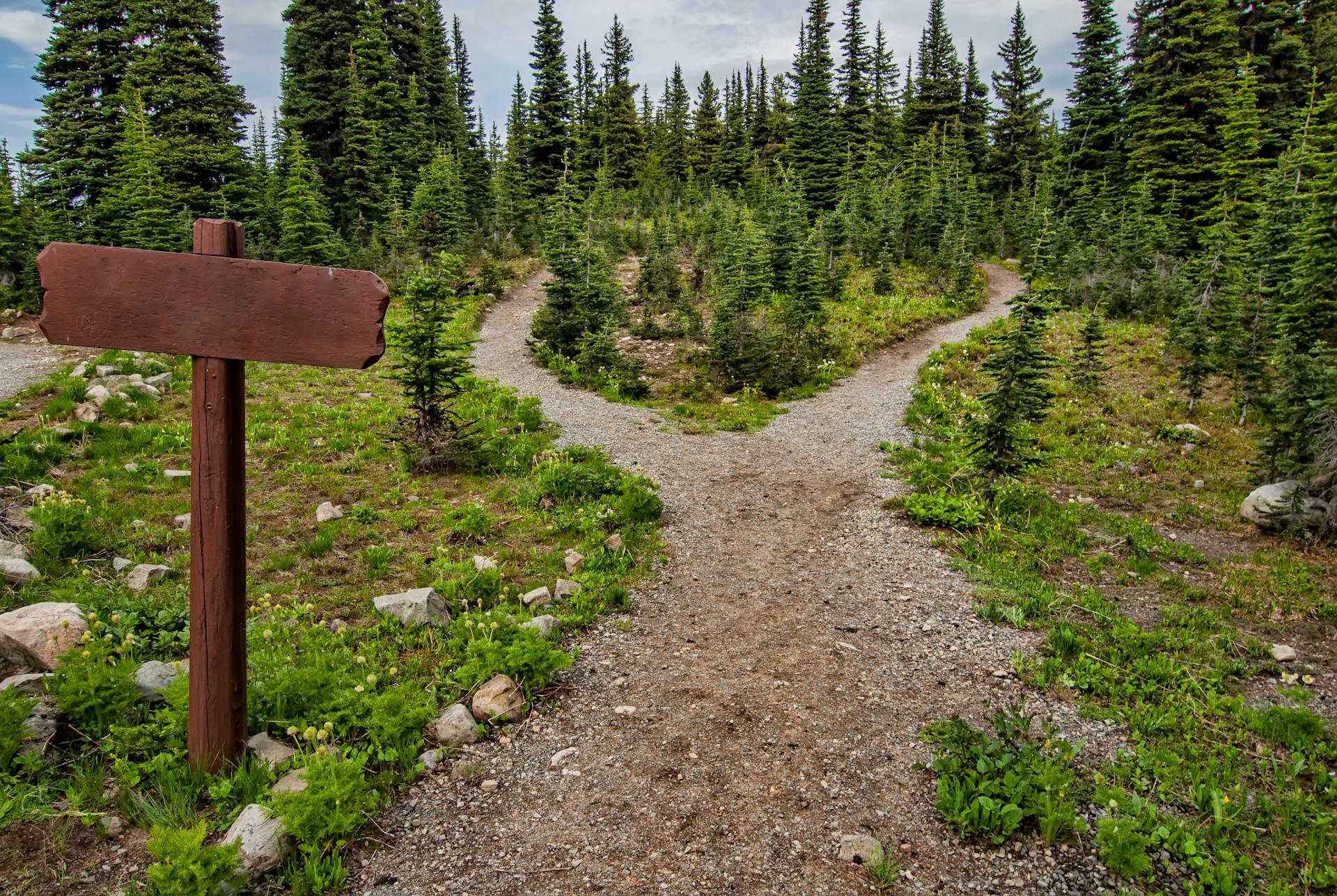Forked trail in a forest representing the choice at the heart of The Lovers