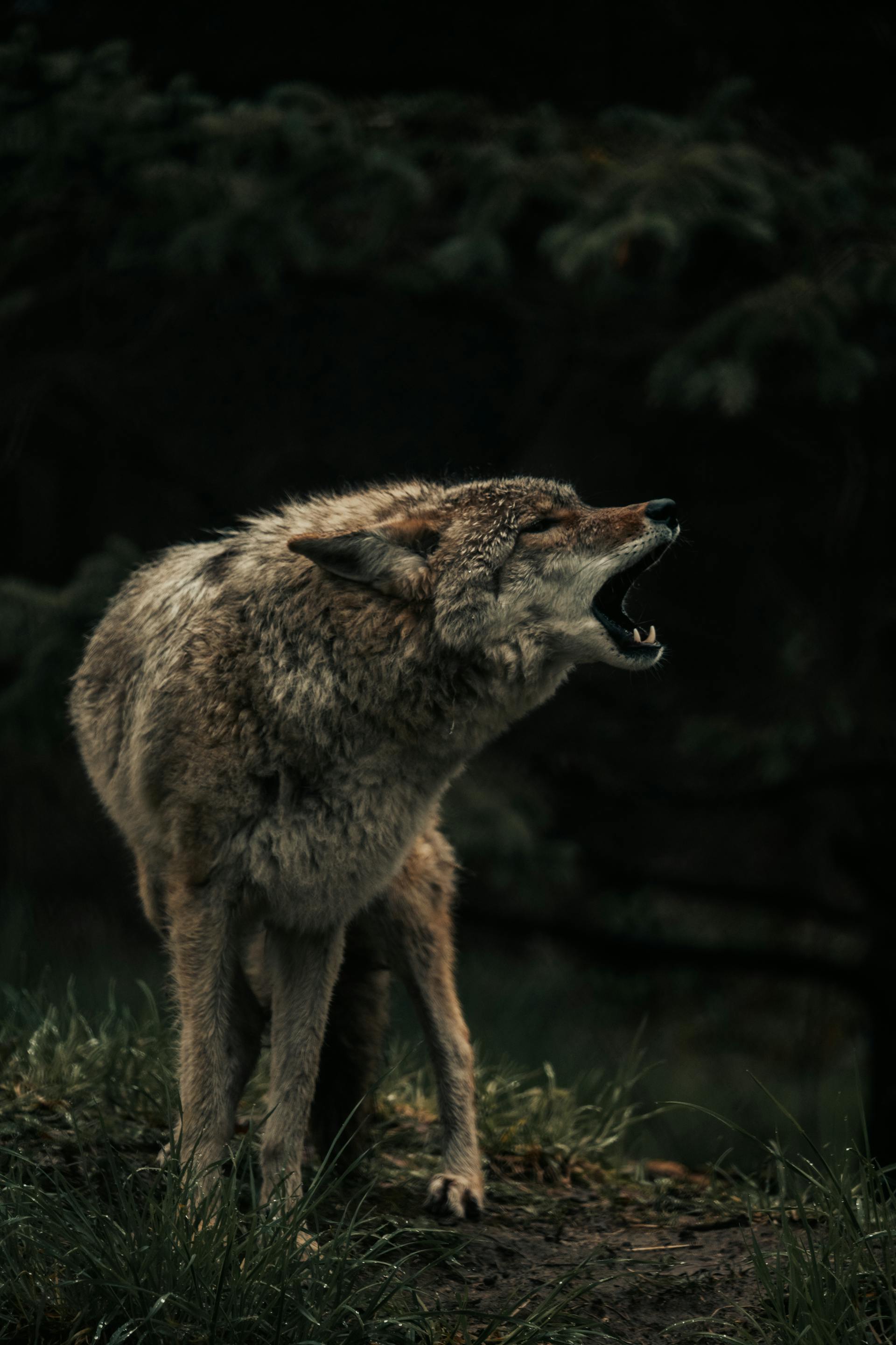 A lone wolf howling in a dark forest capturing the primal instincts that The Moon card awakens