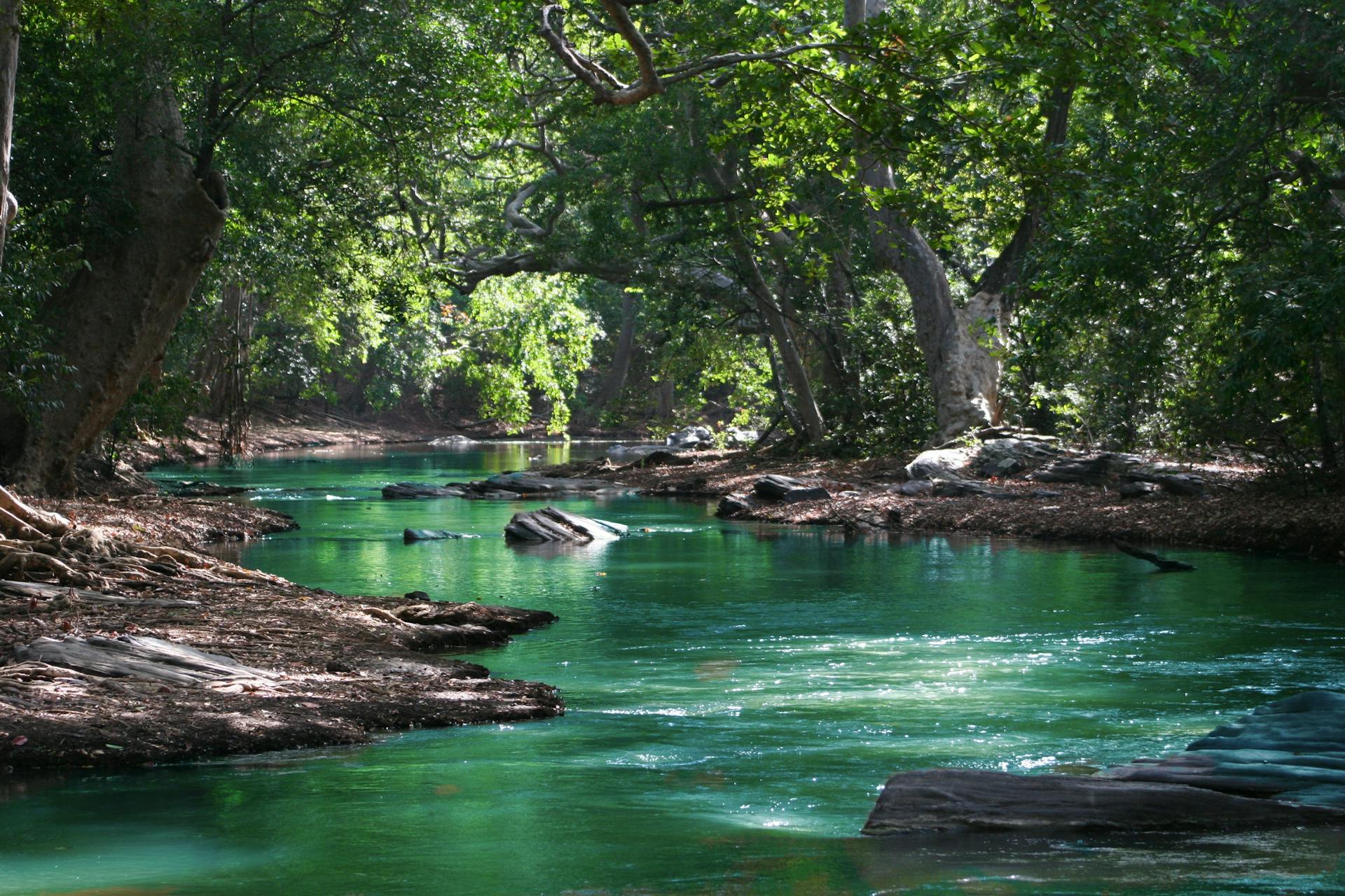 A tranquil forest stream surrounded by lush greenery and rocks representing The Star's life-giving waters flowing through a renewed landscape