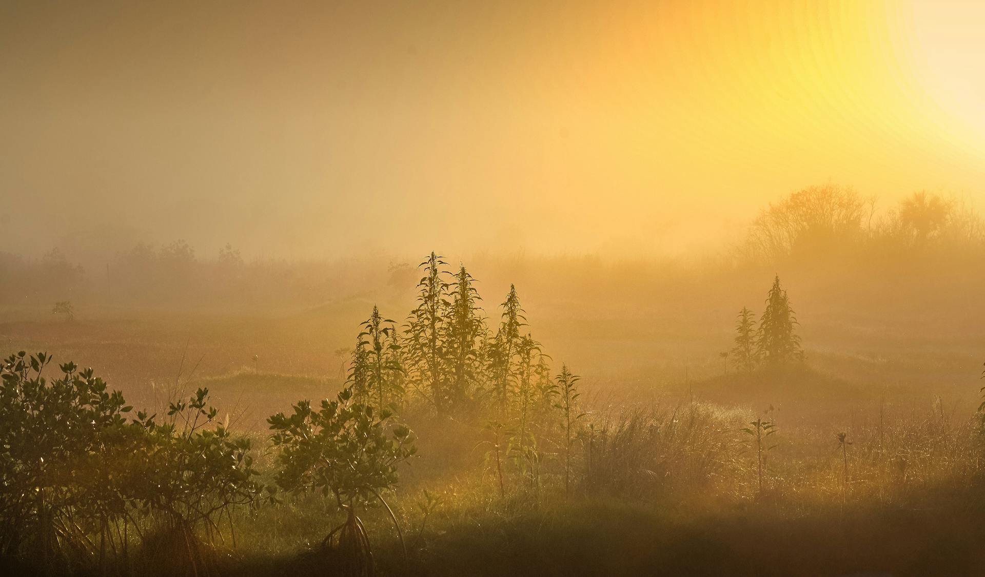 A tranquil sunrise casting golden light over a misty meadow representing the gentle enduring power of the Strength card