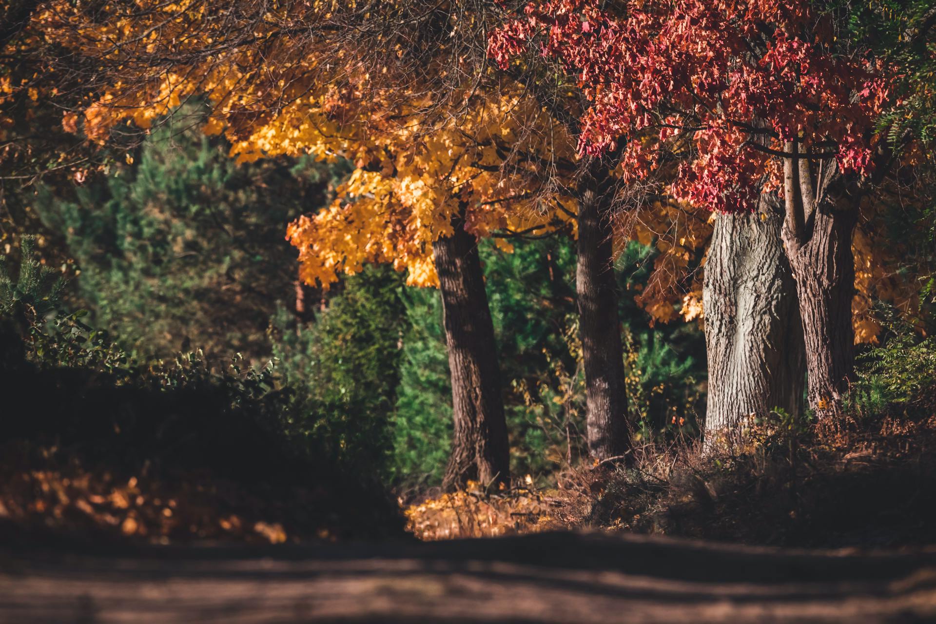 A tranquil autumn scene with vibrant colored leaves on trees along a forest path representing the ever-turning cycles of change