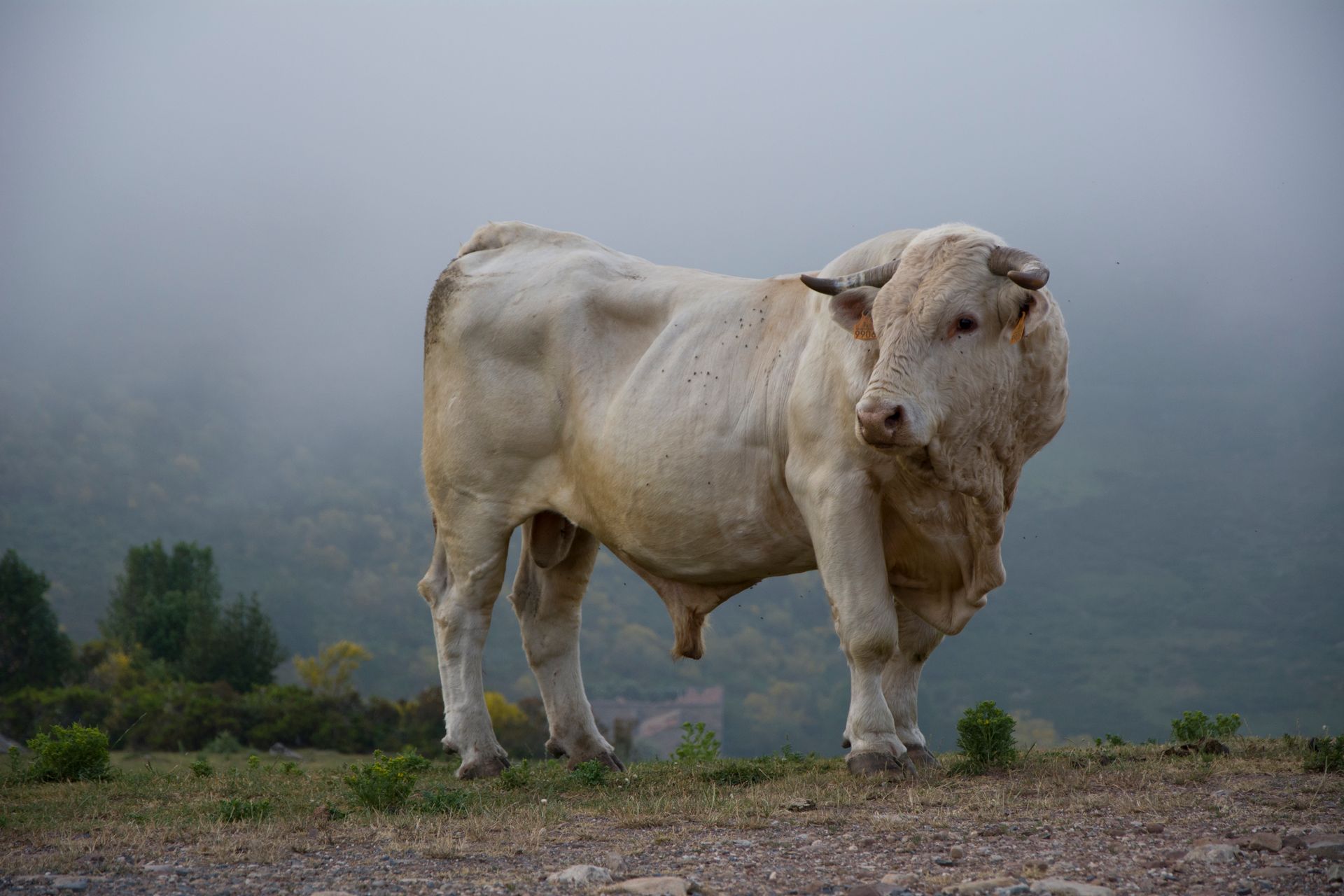 A powerful bull standing calmly in an open field, representing the steady, grounded symbolism of the Taurus zodiac sign