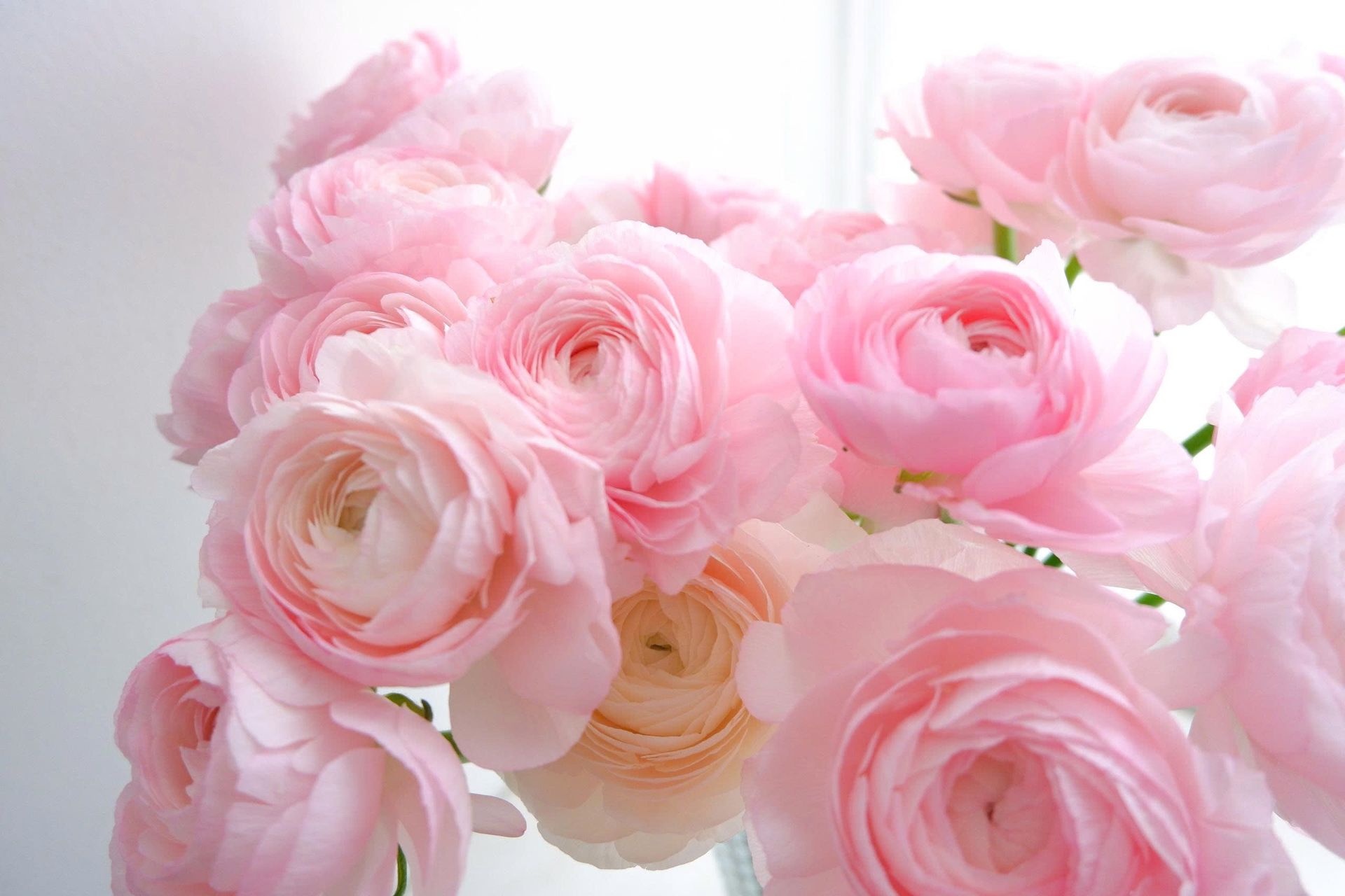 Delicate pastel pink blossoms, evoking the gentle affection of the Venus signs