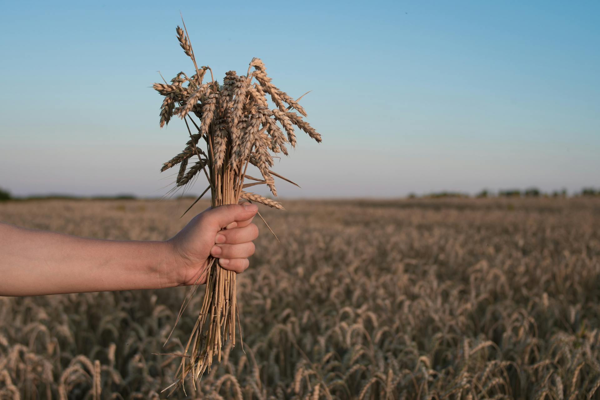 A sheaf of golden wheat held close, representing the Maiden and the harvest symbolism of the Virgo zodiac sign